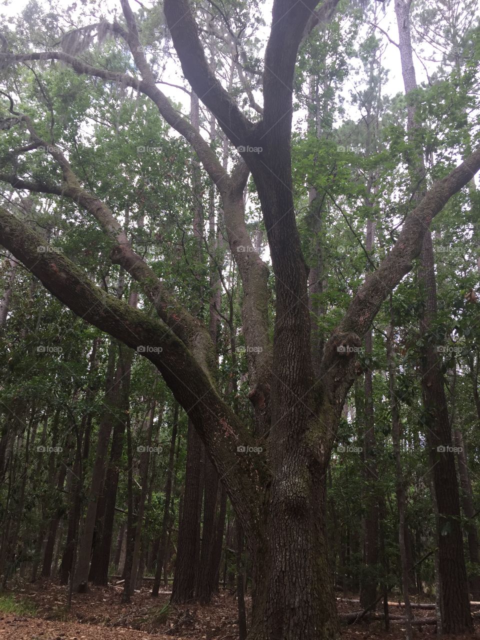 Beautiful strong tree in Savannah, Georgia 