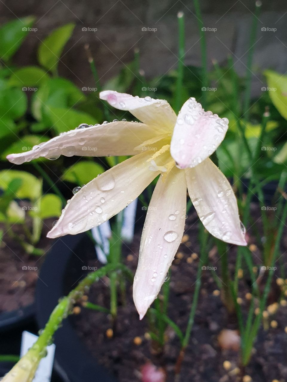 the beautiful rain lilly in Thailand