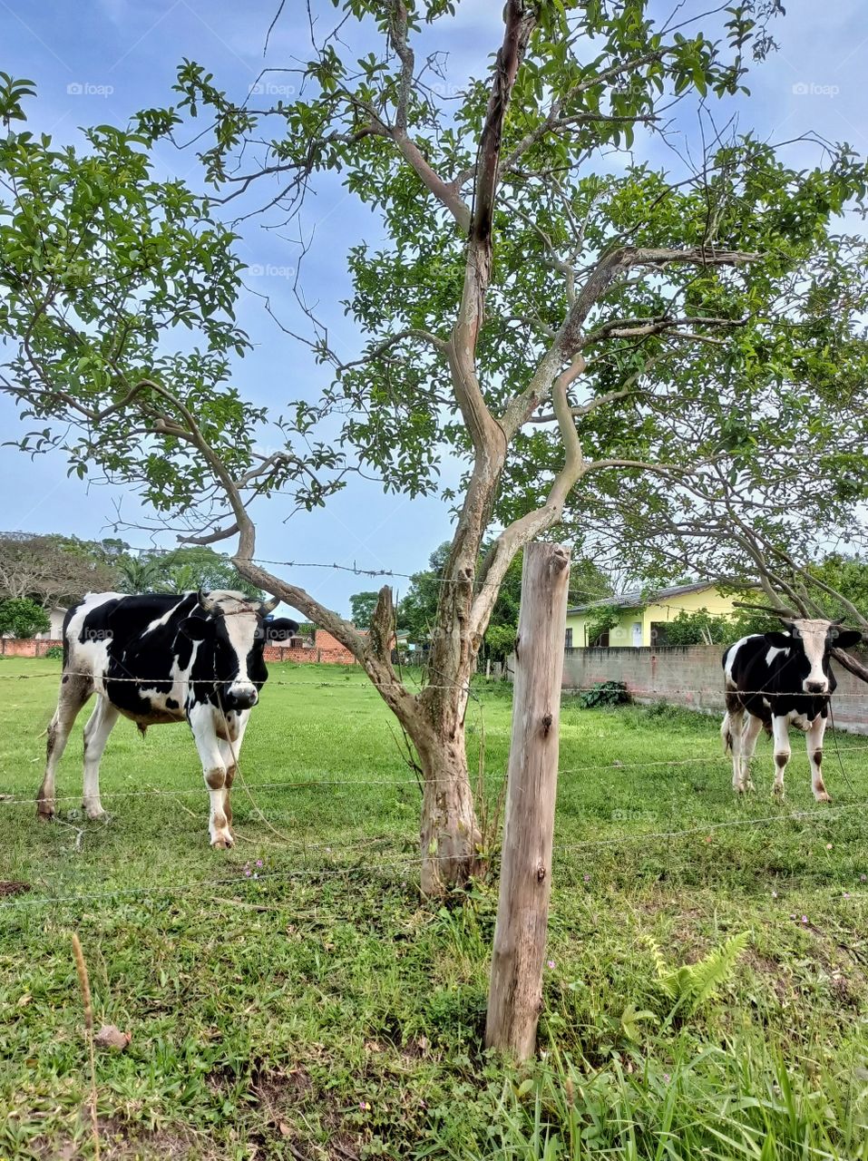 Two spotted cows on the farm's pasture