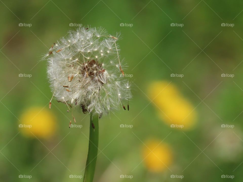 dandelion