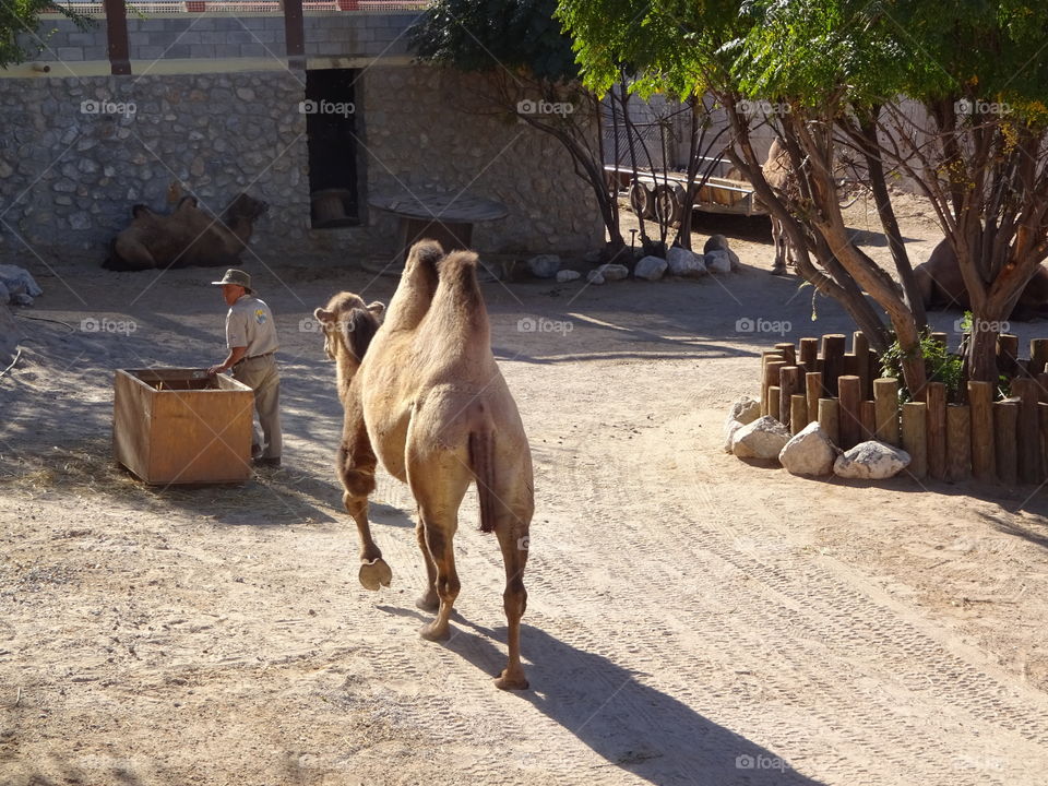 Camel desert