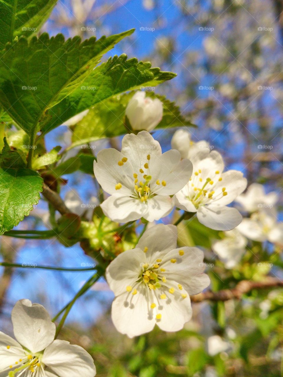 Cherry blossom blooming in garden