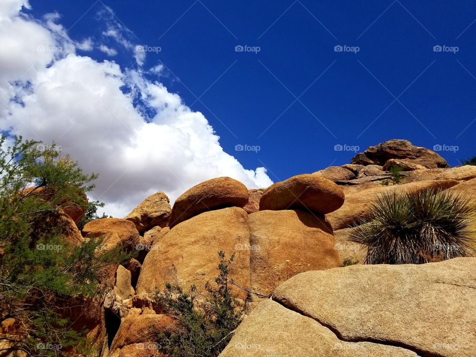 Yellow Boulders in Joshua Tree National Park