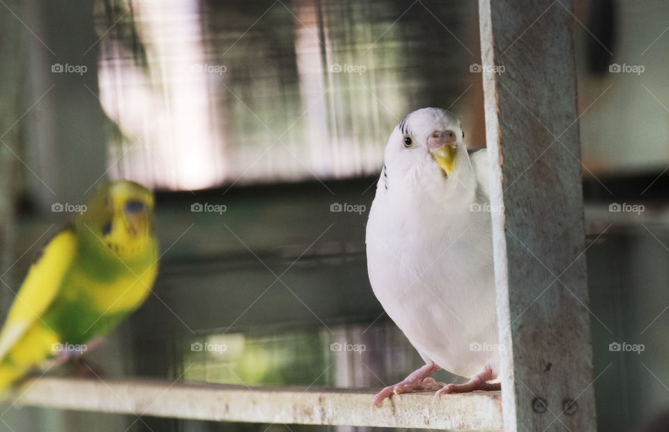 Lovebirds in a cage
