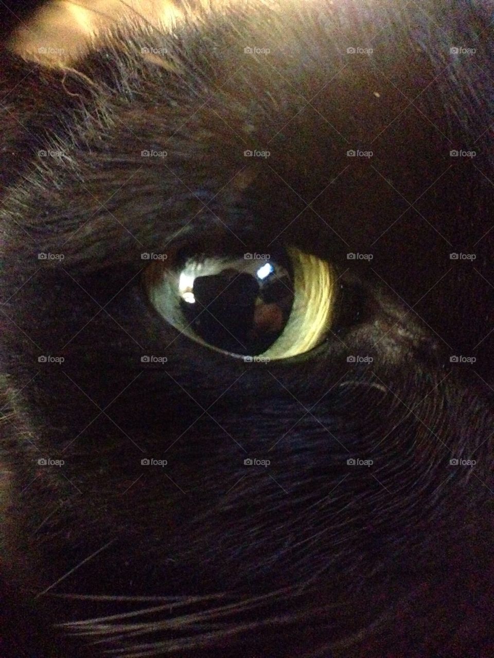 Cat eyes 