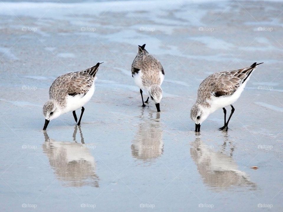 Reflection from a bird