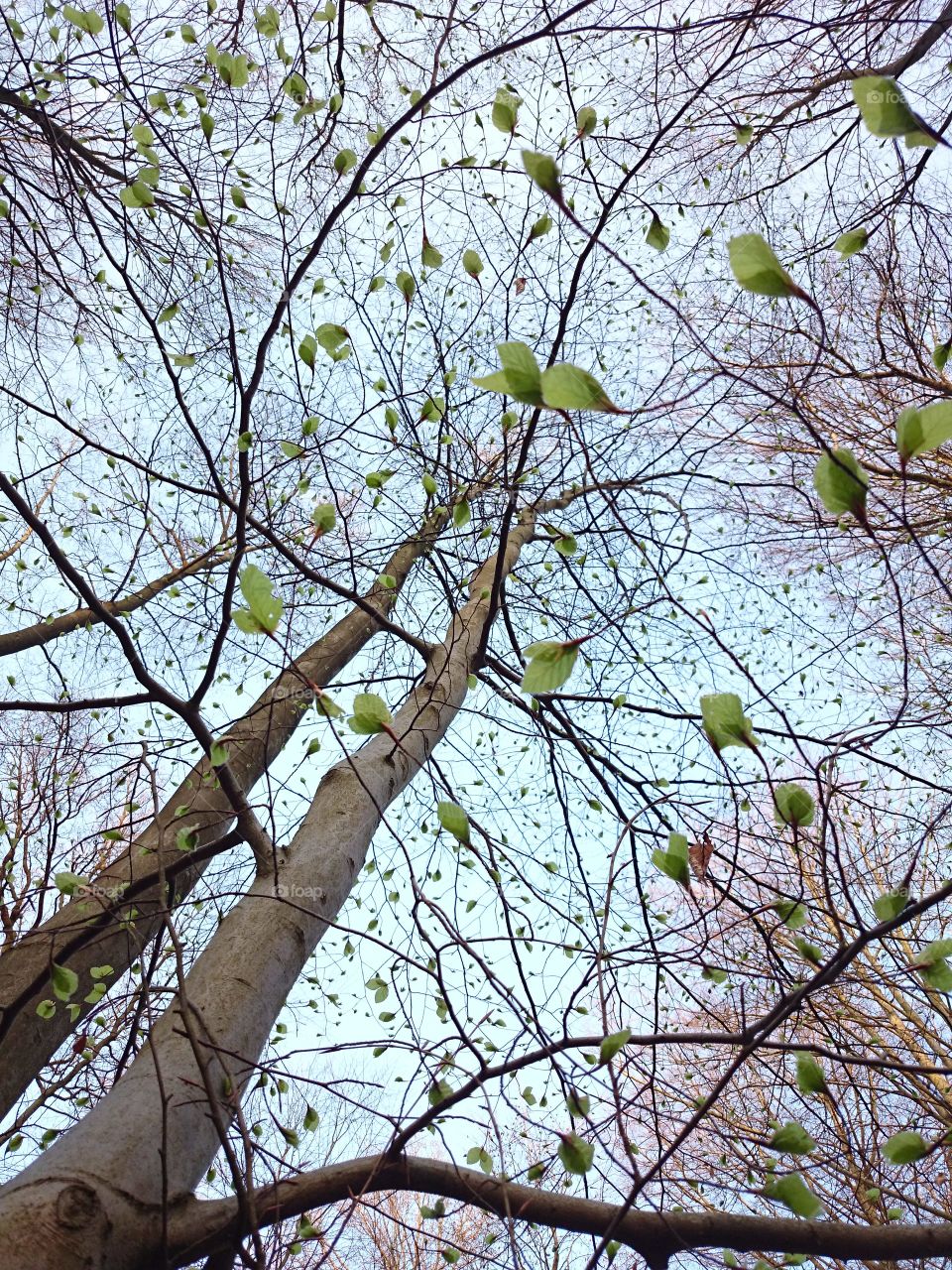 Sprouting green leaves. Walk in Forêt de Soignes