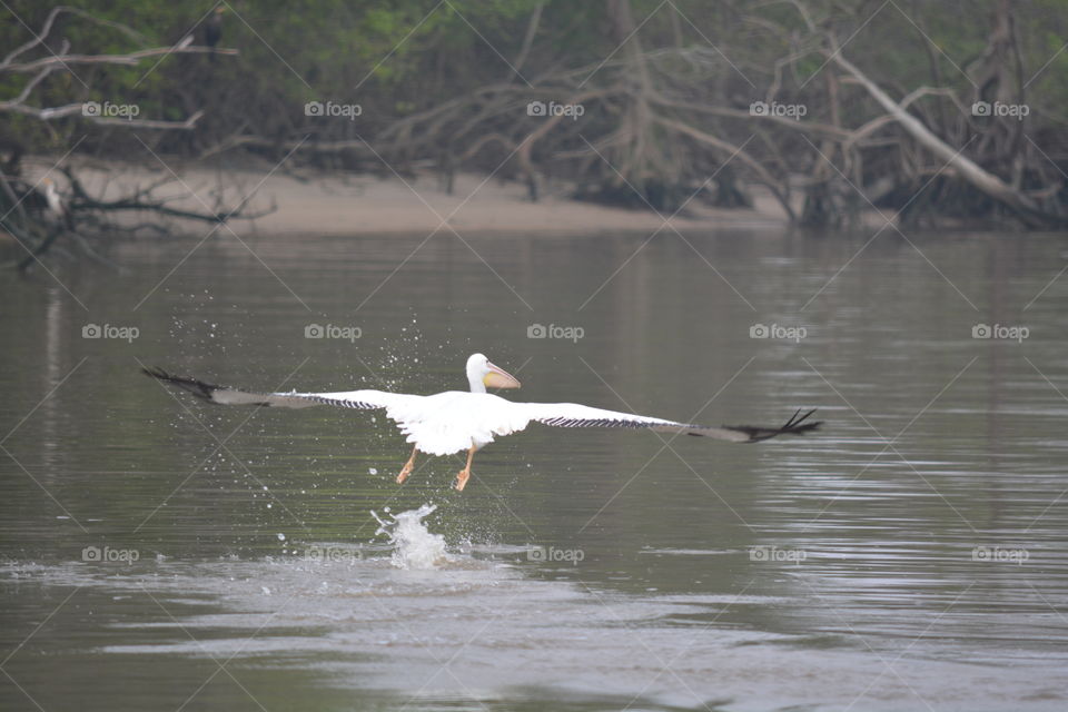 White pelican flaying over the river on san Jacinto river