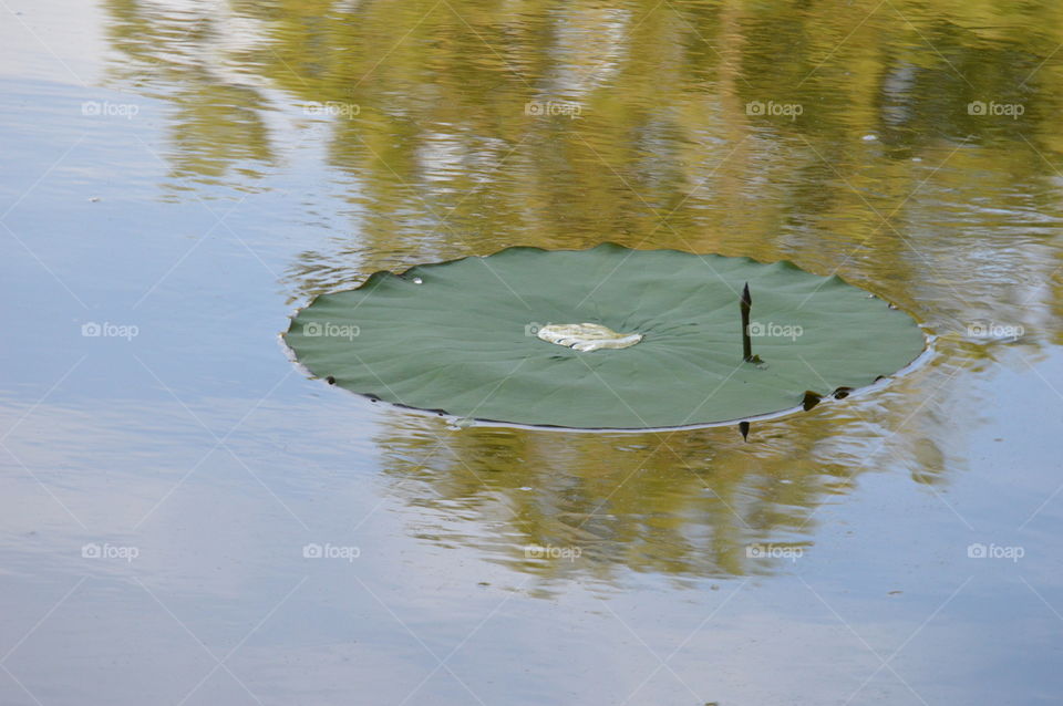 lily pad, reflection off the water of a duck pond