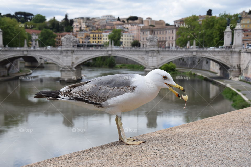 Seagull. Tiber River in Rome, Italy