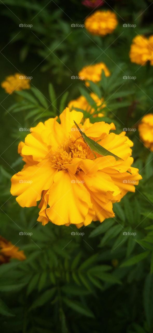 A small green grasshopper perched on a yellow flower