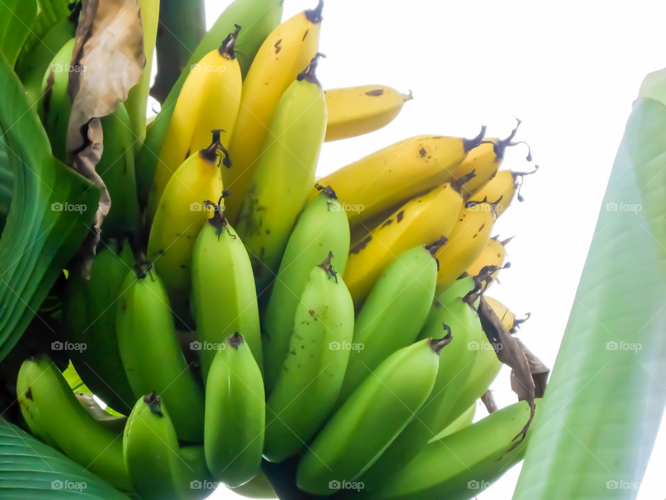 Ripe Banana Bunch