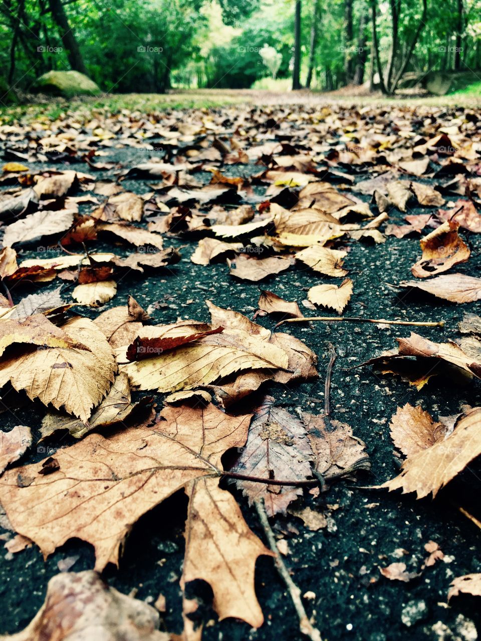 Leafy path 