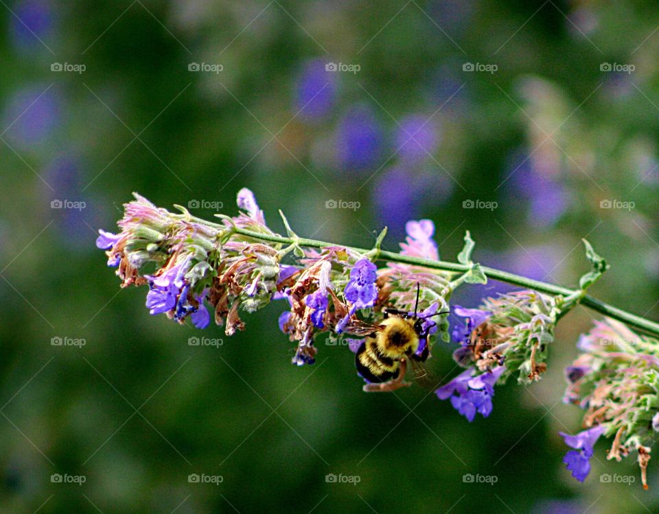 Bumblebee on catnip