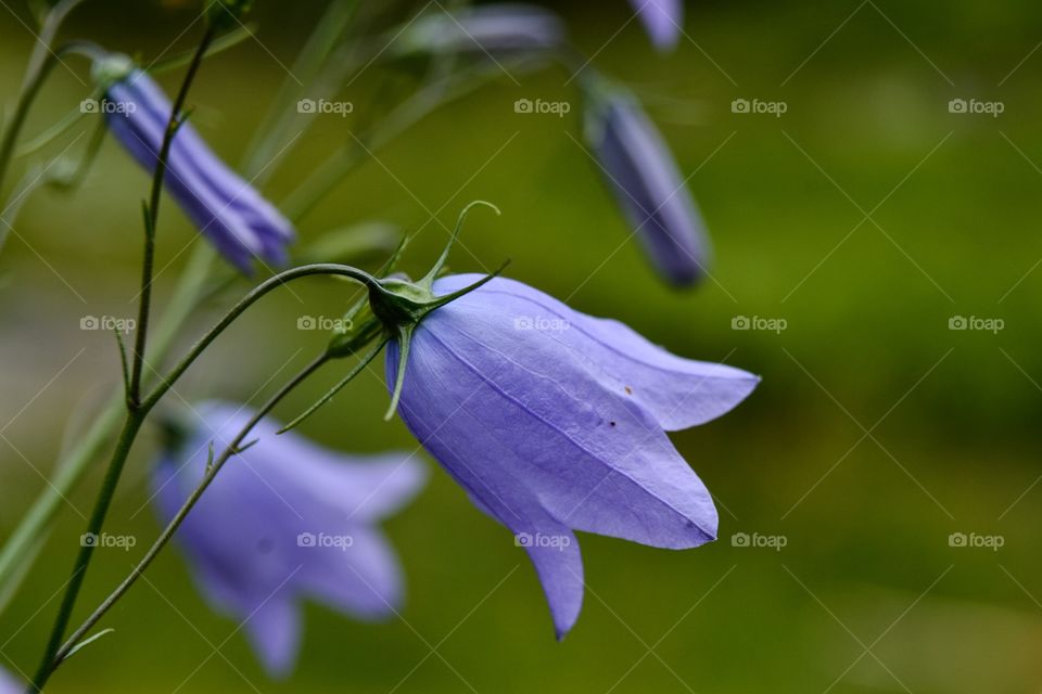 Bluebell