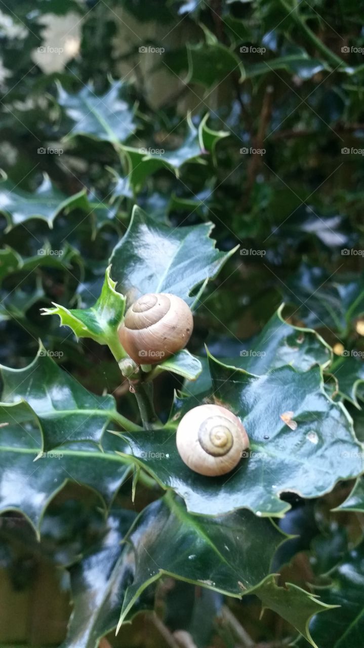 Leaf, Nature, Flora, Snail, Garden