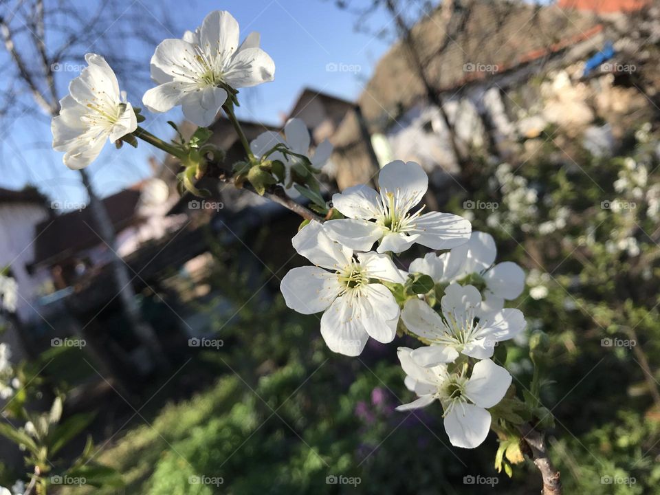 Spring in a countryside
