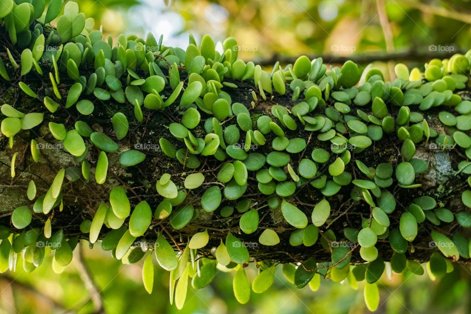 Pyrrosia Eleagnifolia plants growing on tree trunks