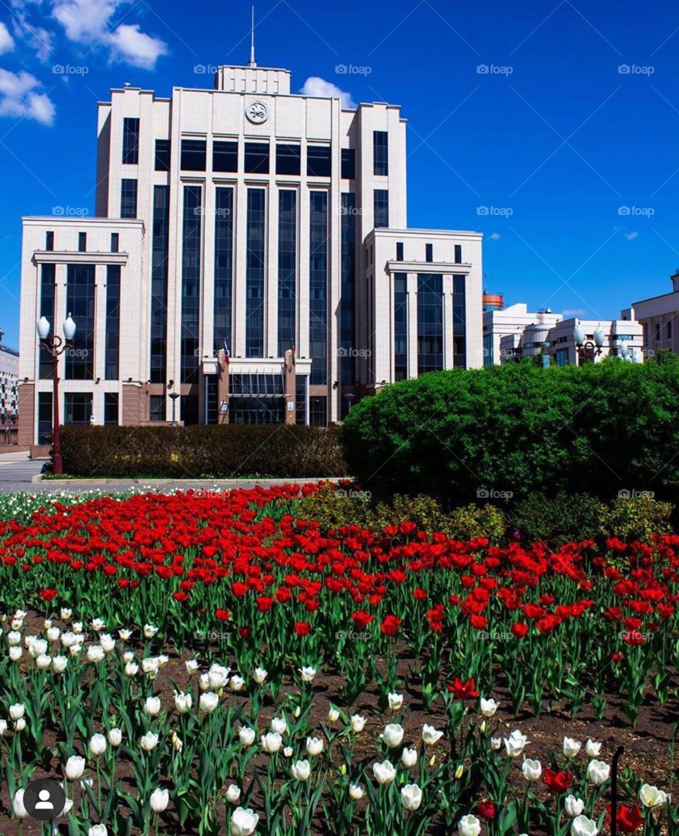 flower, flowers, building, city, tulip, beautiful
