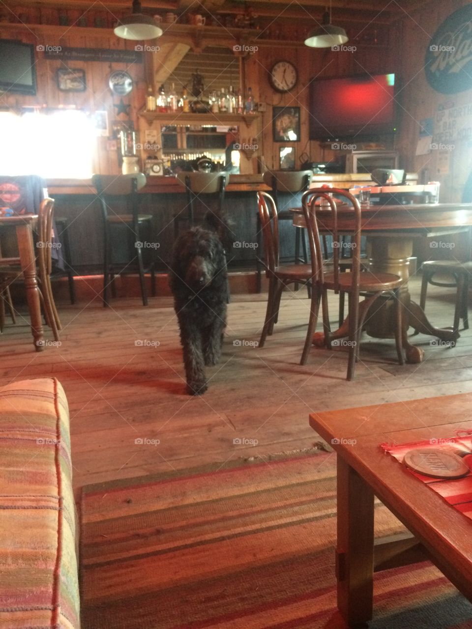 Tavern dog