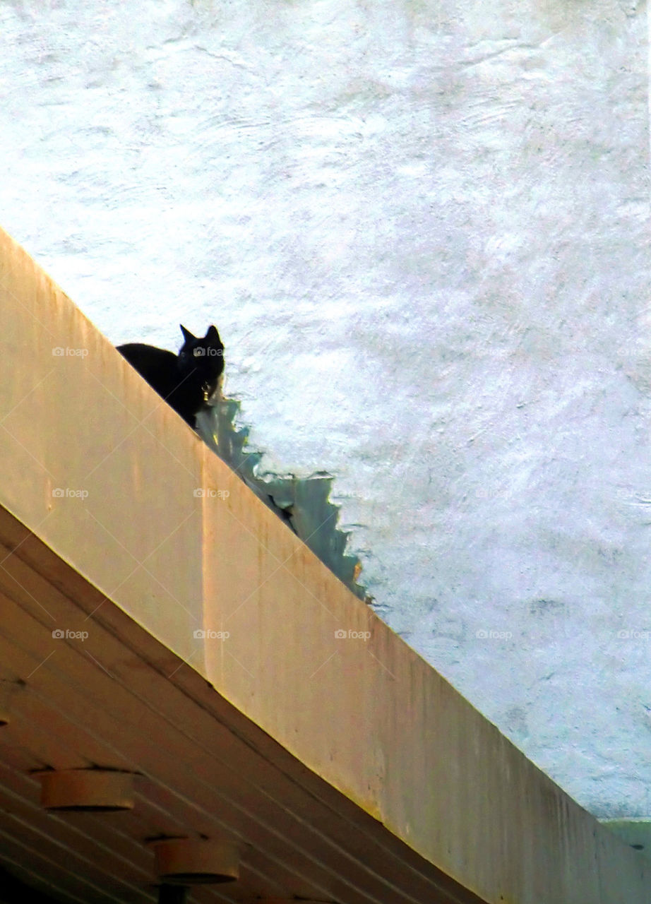 Cat on roof