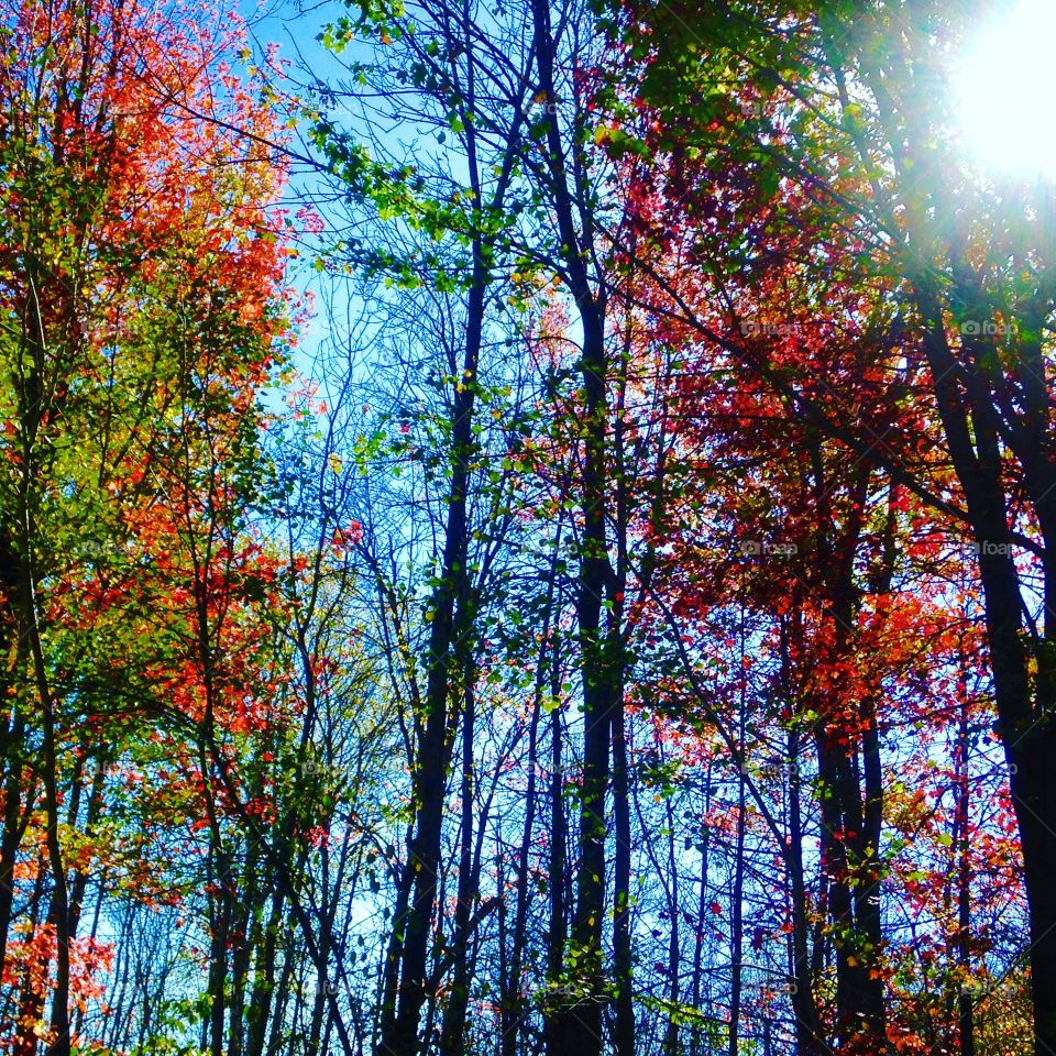 Fall woods