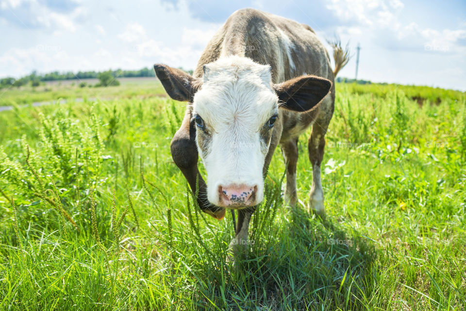 Pretty little calf standing alone in green pasture. Calf cow portrait. Cow calf in nature