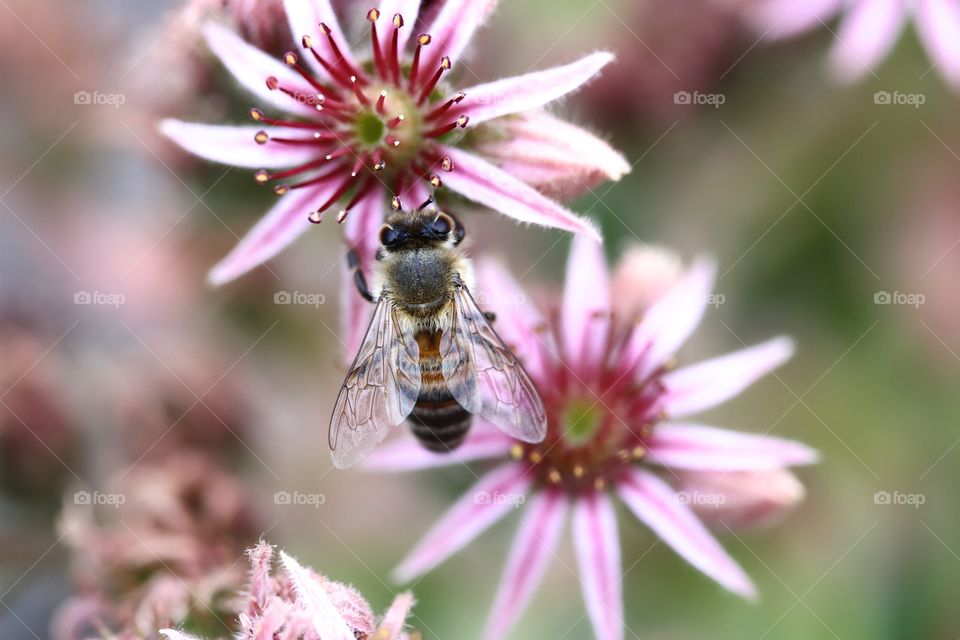 bee pollinating a pink flower