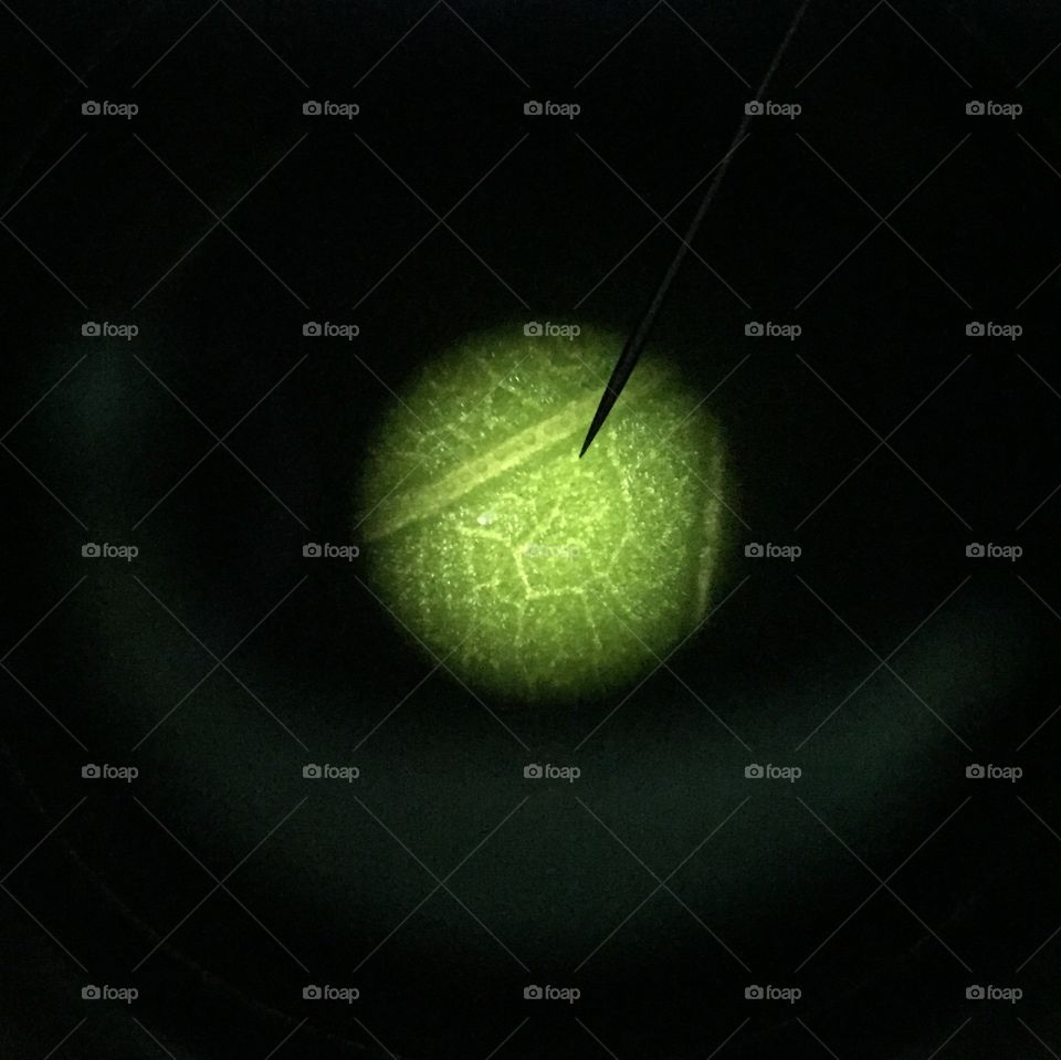 Microscope Leaf