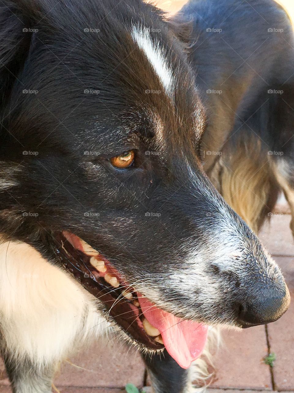 Border collie sheepdog smiling closeup face mouth eyes snout