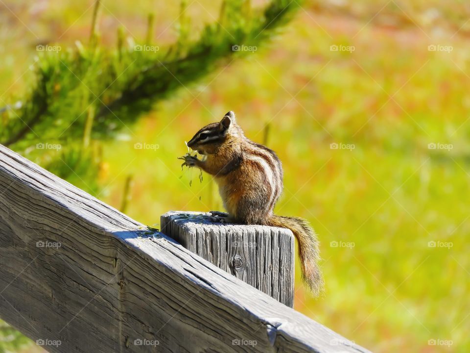 Cute chipmunk nibbling on some grass seeds on a fence pole at Yellowstone National Park