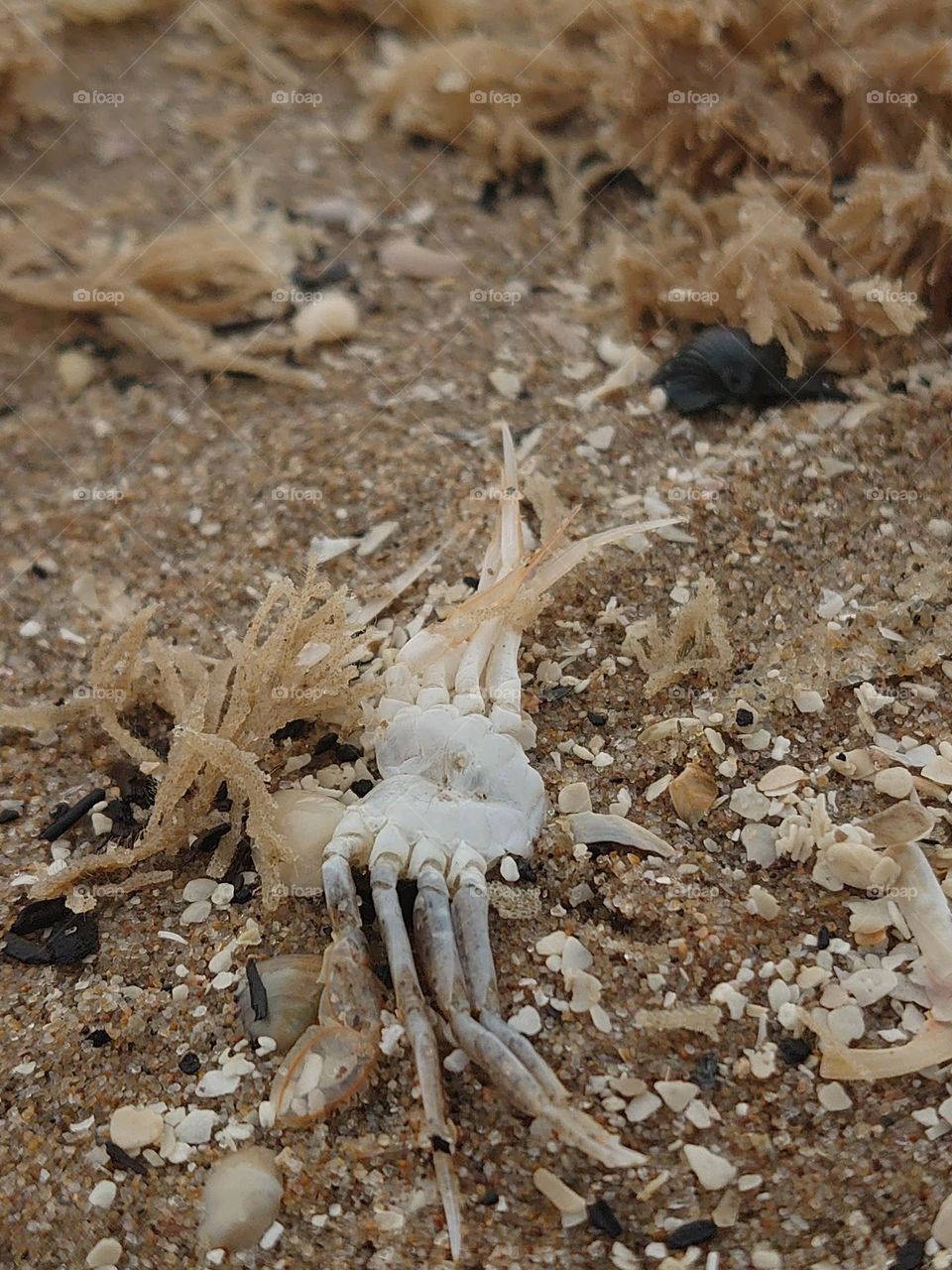 Crab in seaweed