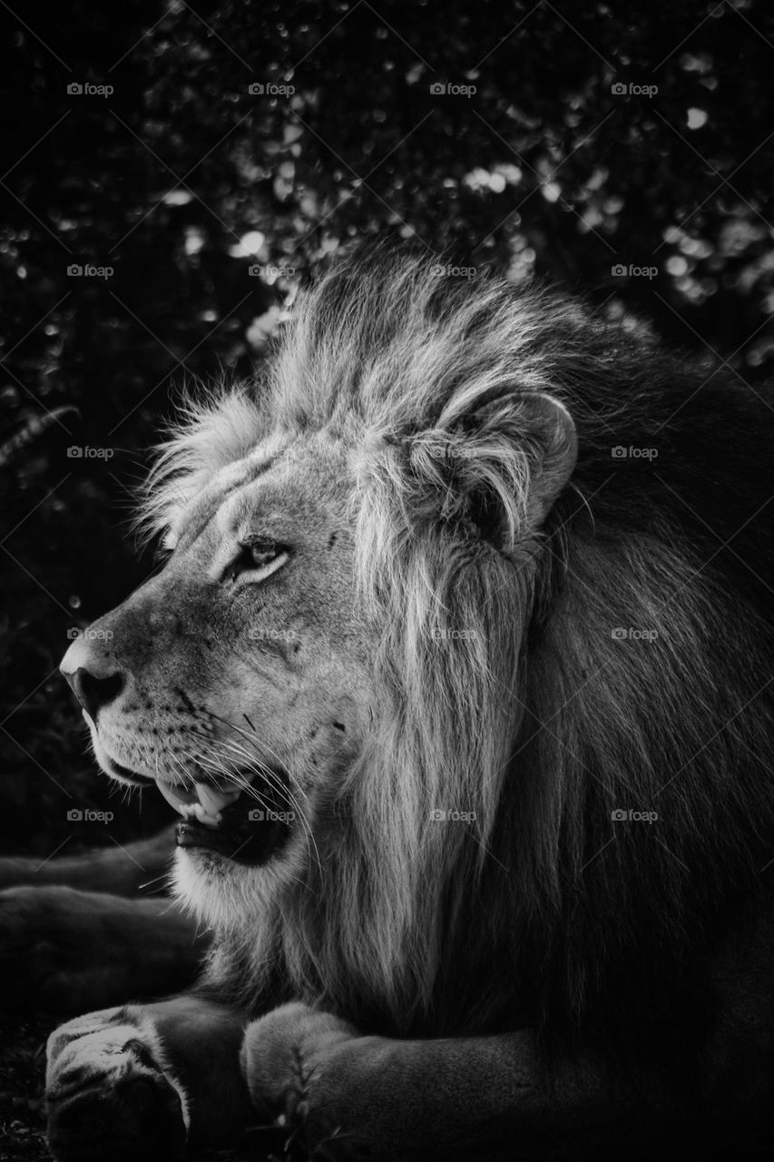 Beautiful wild male lion .