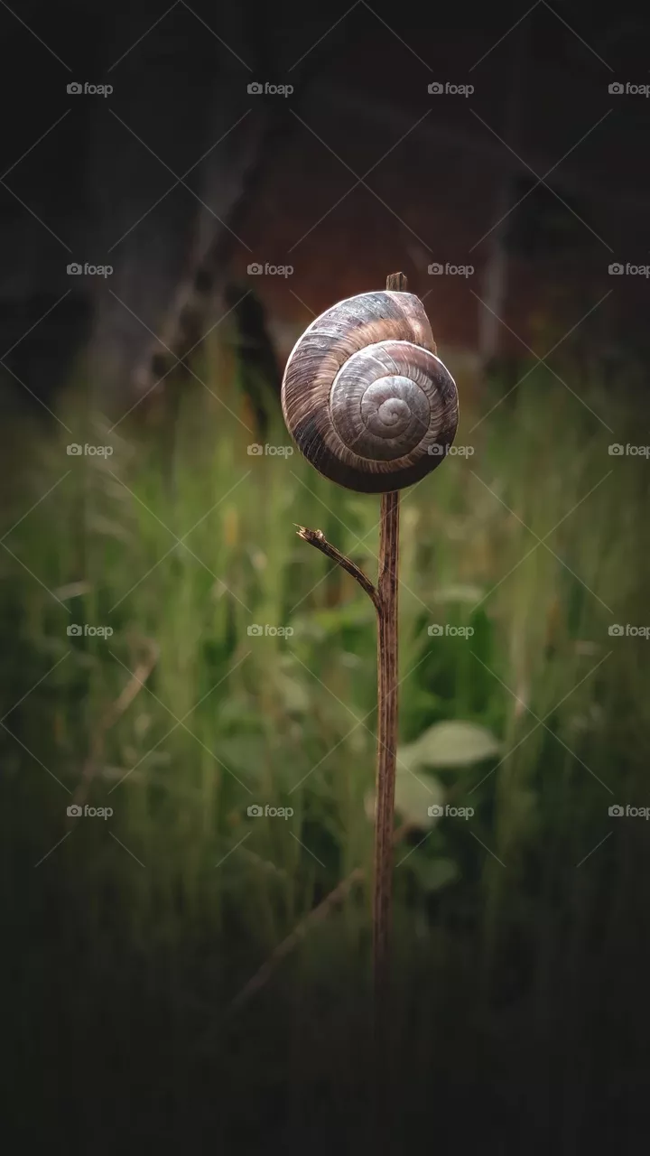 snail