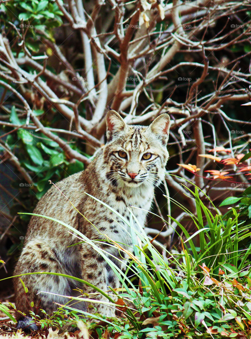 Bob the Cat. Our urban bobcat- hanging out Nextdoor. 