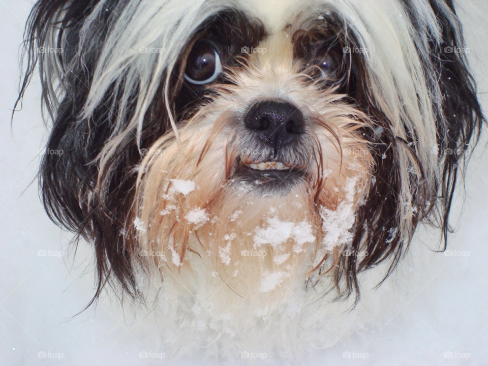 Portrait of dog in winter