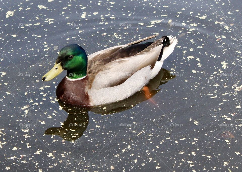 Duck
