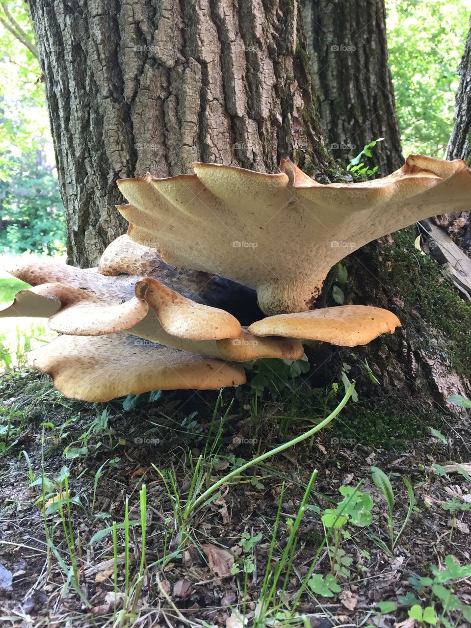 Mushroom on tree