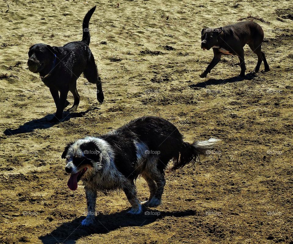 Wet dogs playing on beach