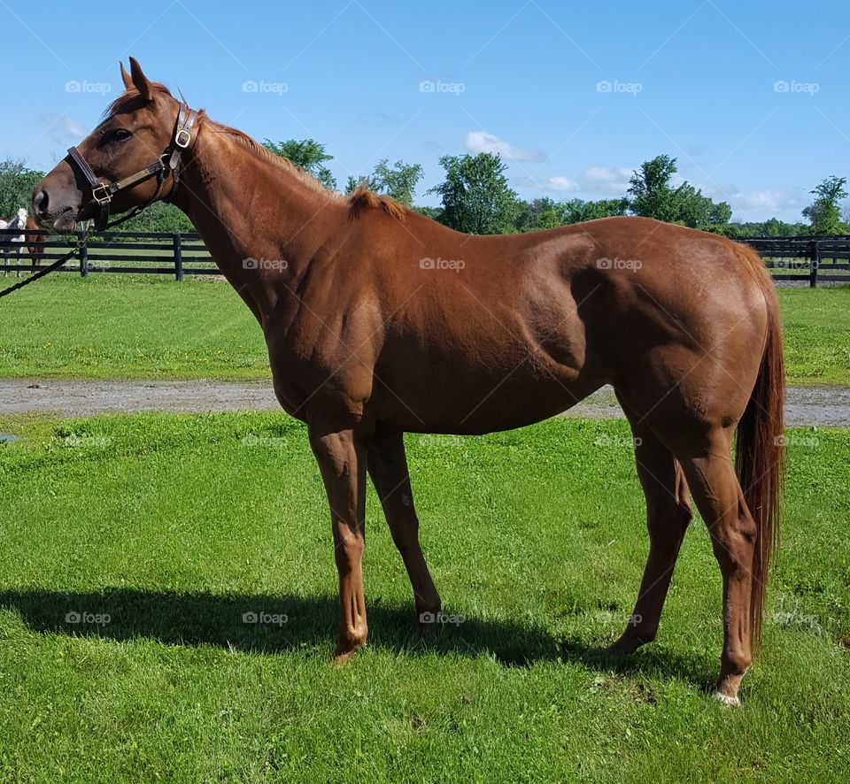 Horse, Mare, Mammal, Pasture, Stallion