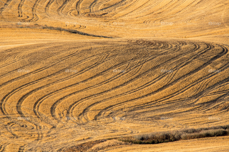 Palouse field