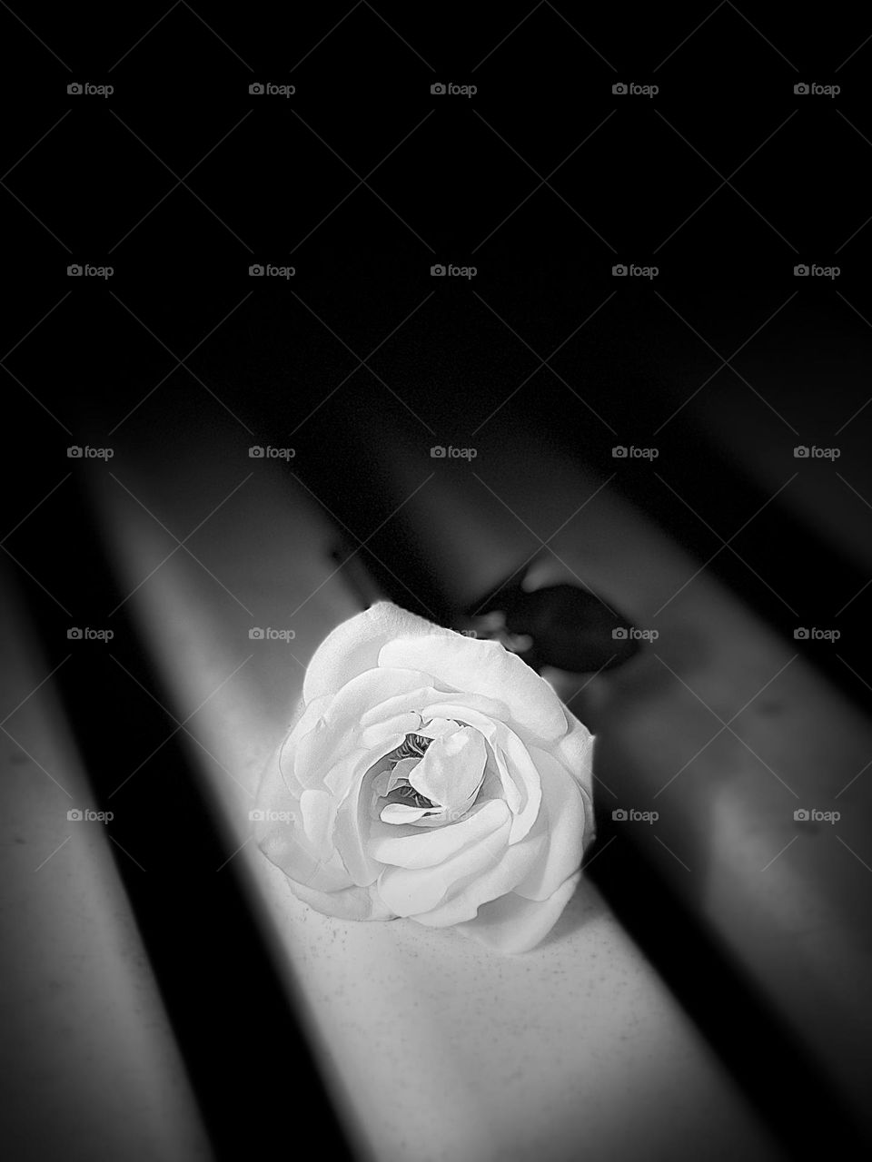 White Rose