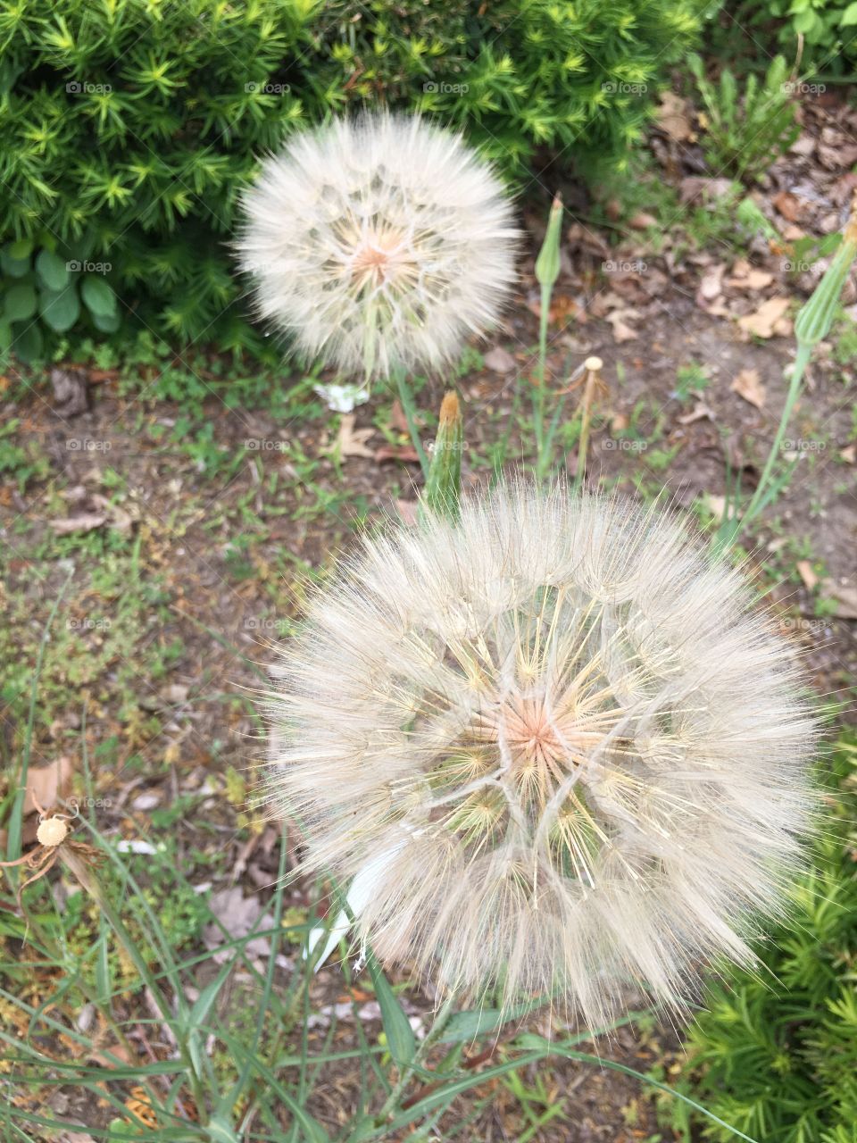 Giant dandelion 
