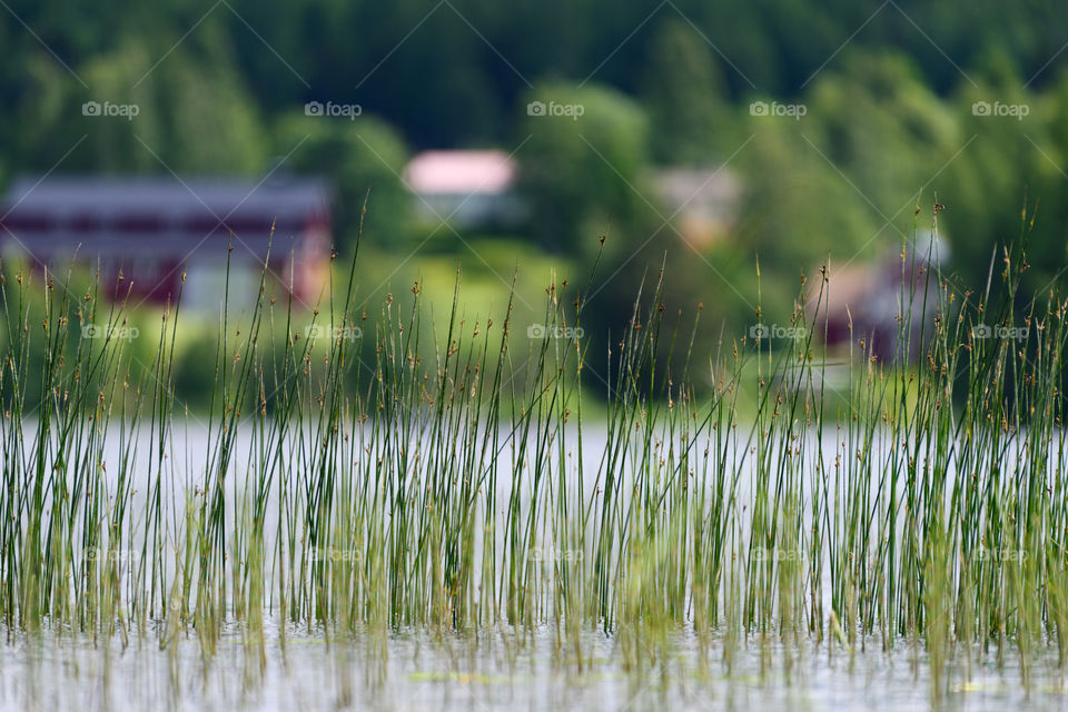 Lakeshore bulrush growing in a lake in Western Finland.