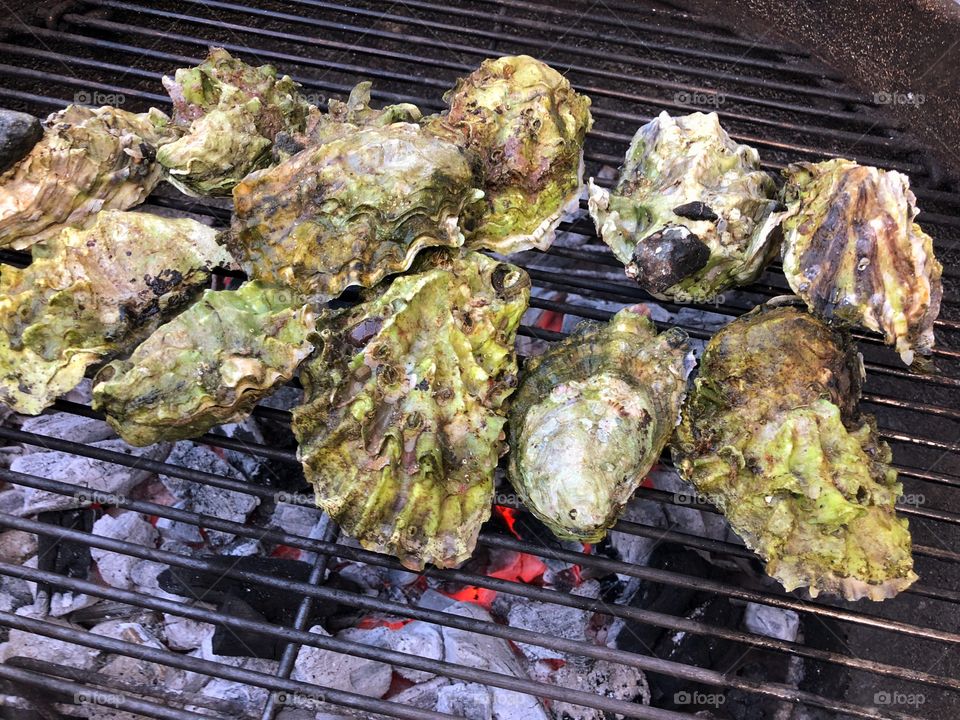 Oysters