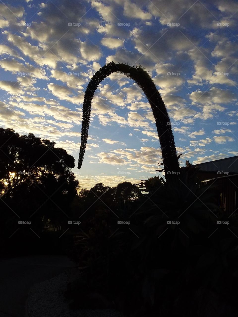 aloe flower stalk silhouetted against a cloudy sky