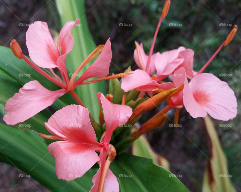 Ginger blooms. I have ginger plants growing in my backyard.  I love the color of these blooms.