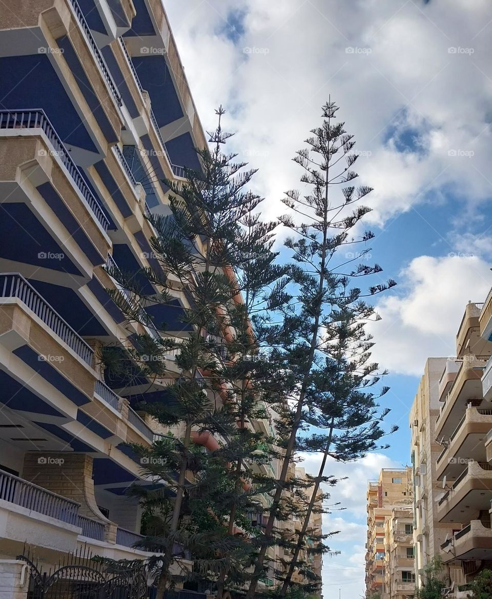 Christmas tree 🌲👍