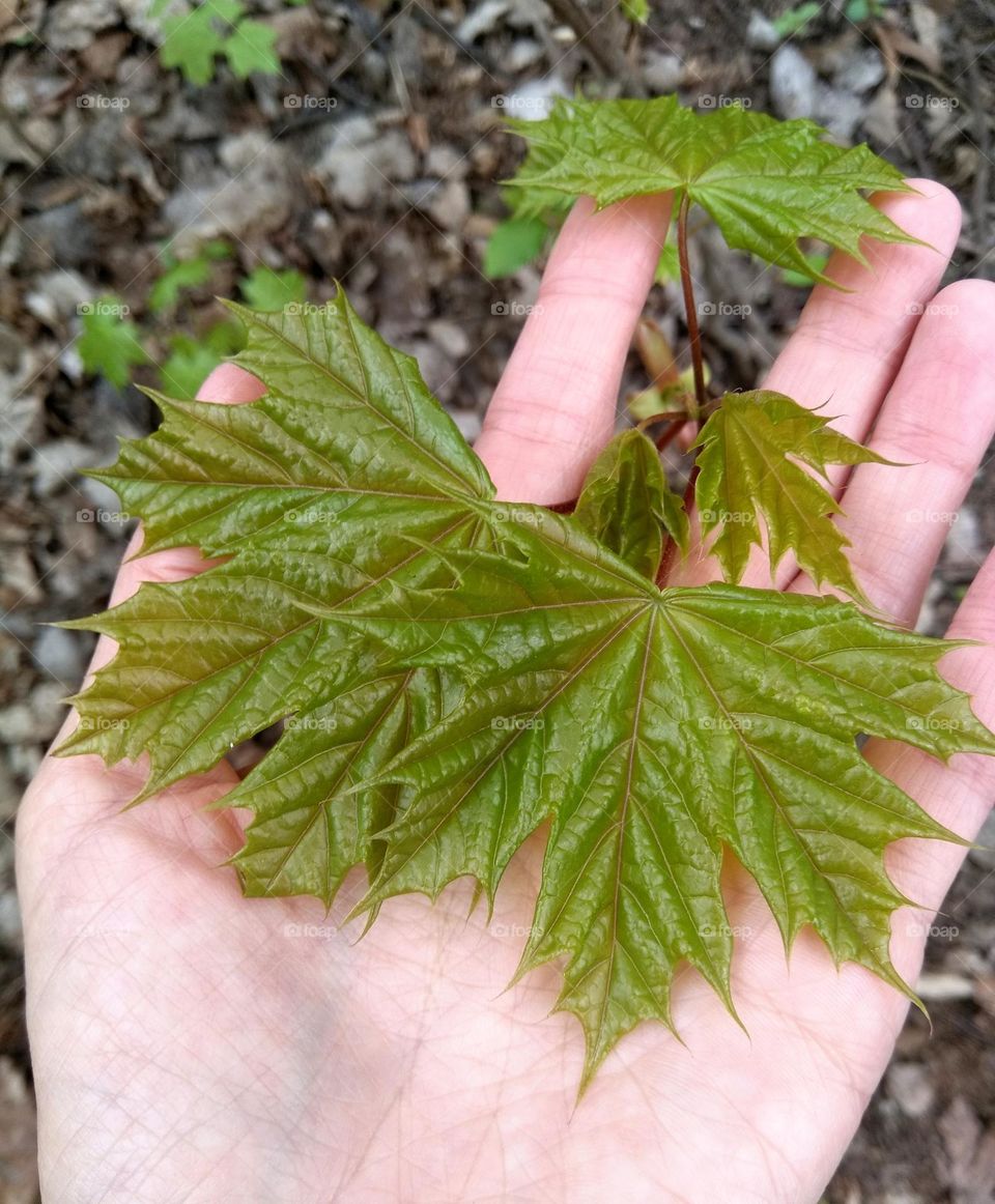 green leaves tree and female hand love earth