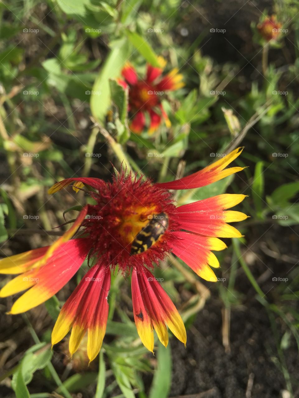 A visitor on an Indian paint brush